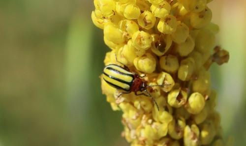 Disonycha sp.